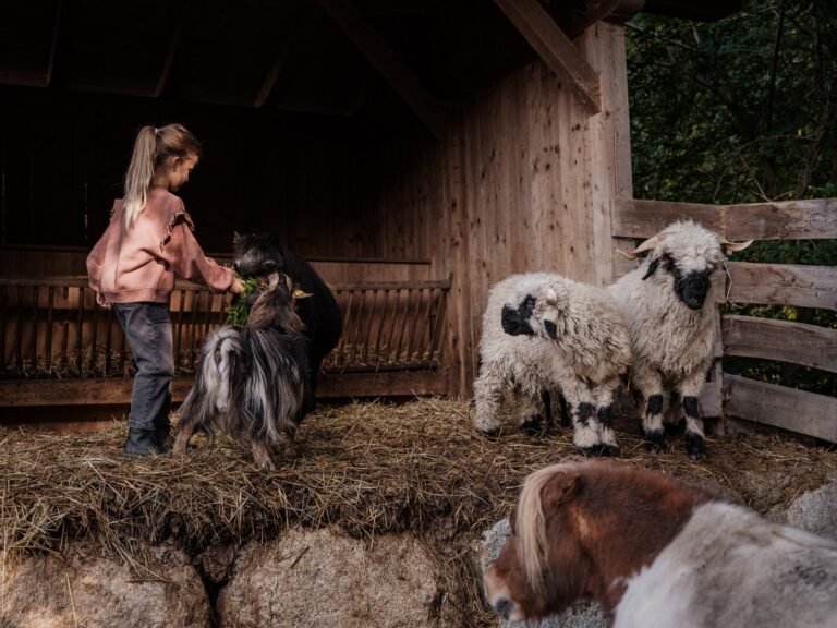 A young girl feeds fresh greens to a goat at the Sonnwies petting zoo, with woolly Valais Blacknose sheep and a haflinger pony beside a timber animal shelter bedded with straw.