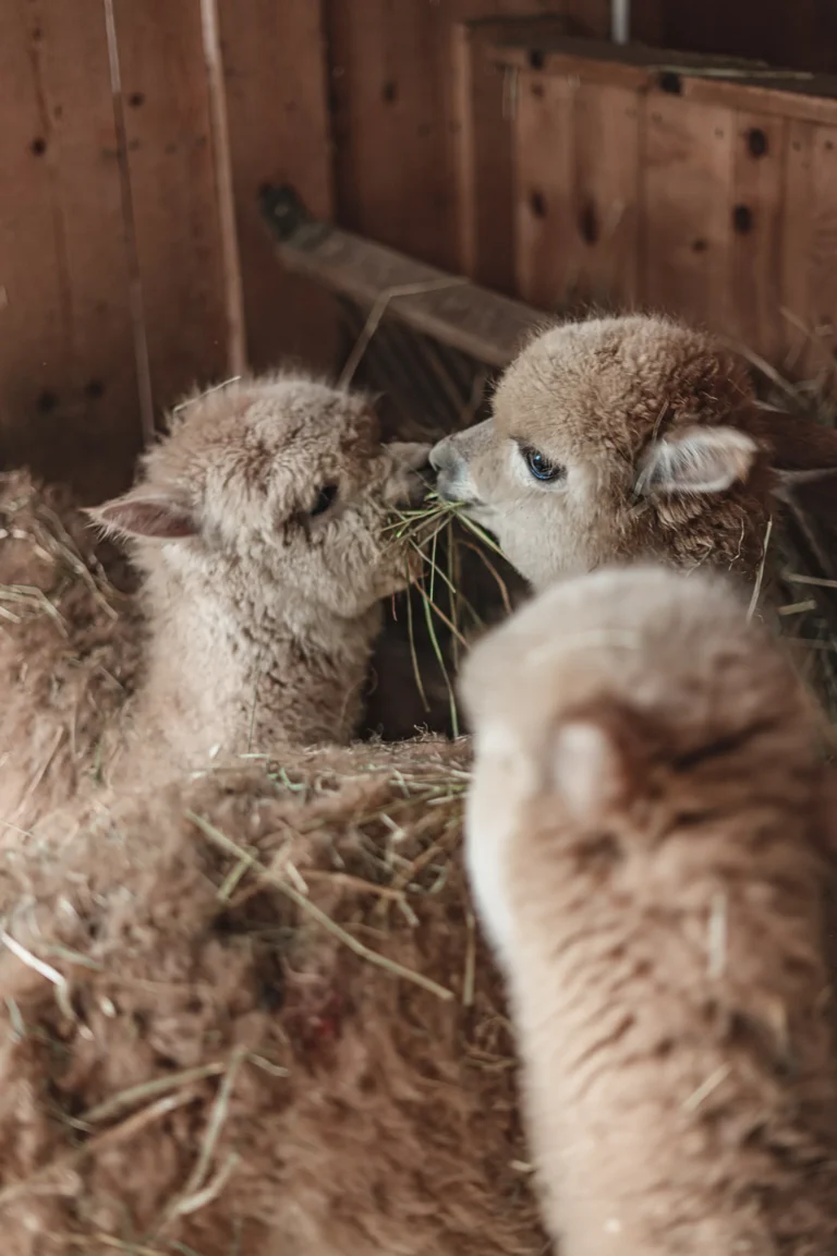 A small child in a yellow raincoat crouches down to pet a young calf at the Sonnwies children's farm, with hay bales stacked in the background.