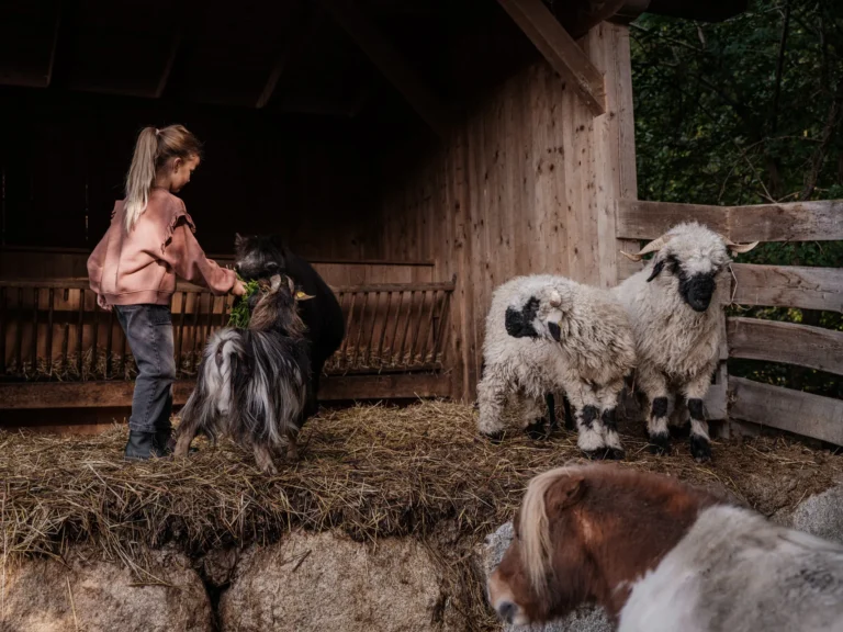 A Valais Blacknose sheep with distinctive black patches stands in the hay at the Sonnwies farm, with a child gently stroking its thick white fleece.