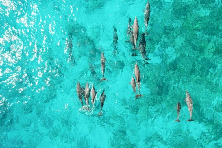 Dolphin cruise excursion from Cheval Blanc Randheli