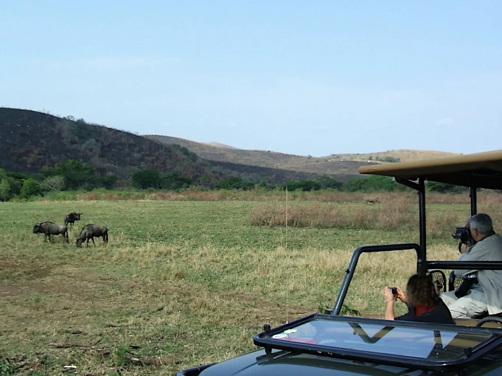 Guests on an open 4x4 safari vehicle watching a Cape buffalo on a game drive at Kapama Private Game Reserve, South Africa
