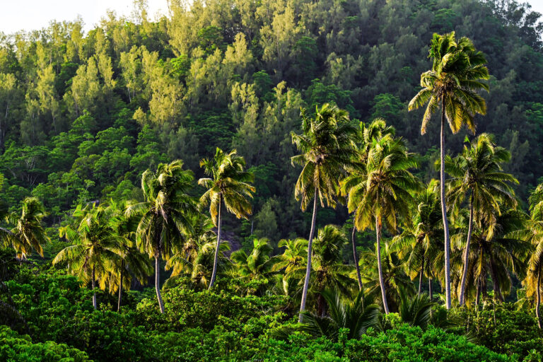 North Island, Seychelles — Forest Image