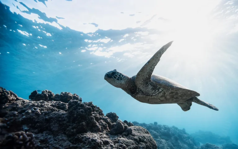 Scuba diving over a coral reef in the North Malé Atoll near One&Only Reethi Rah