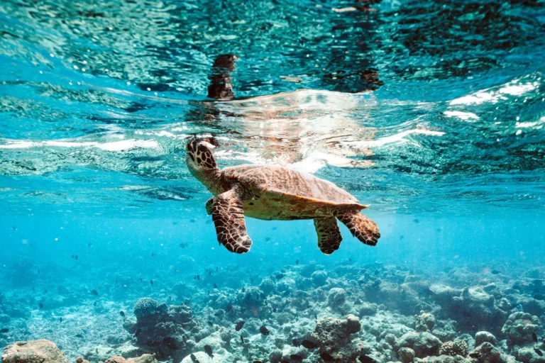 Sea turtle conservation programme at One&Only Reethi Rah