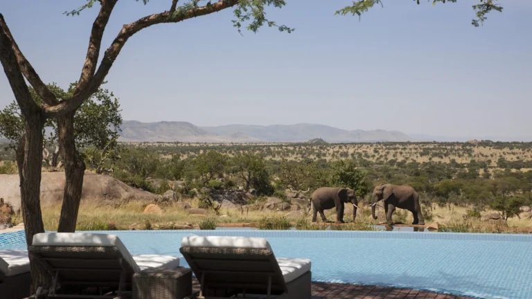 Infinity pool at Four Seasons Safari Lodge Serengeti with elephants at the waterhole