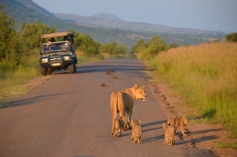 Lion viewed during a Pilanesberg game drive