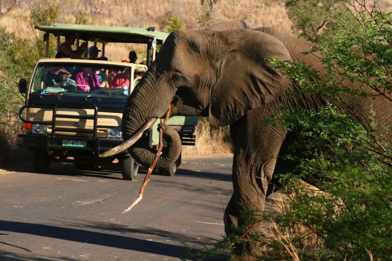 Elephant encountered on a Pilanesberg game drive