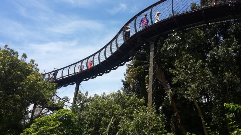 The Boomslang steel canopy walkway curving through the tree tops at Kirstenbosch National Botanical Garden