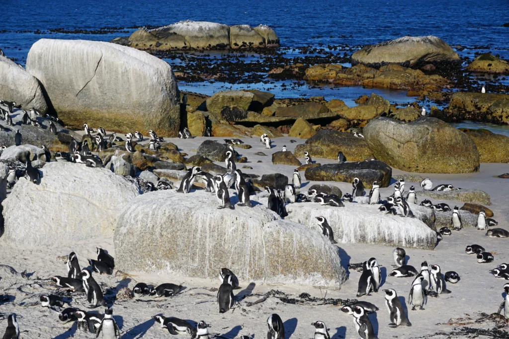 A dense colony of African penguins on the sand and granite boulders at Boulders Beach, Simon's Town