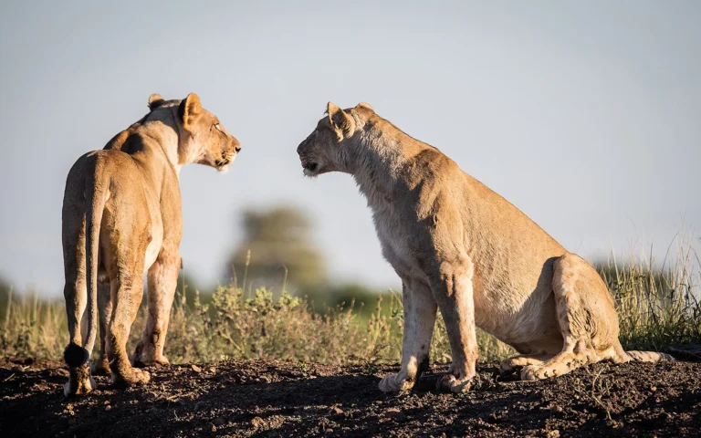 Pride of lions on the lookout in Madikwe Game Reserve at Morukuru Family