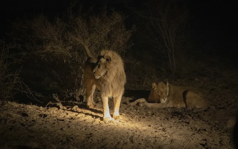 Guests watching lions on a night game drive at Morukuru Family Madikwe