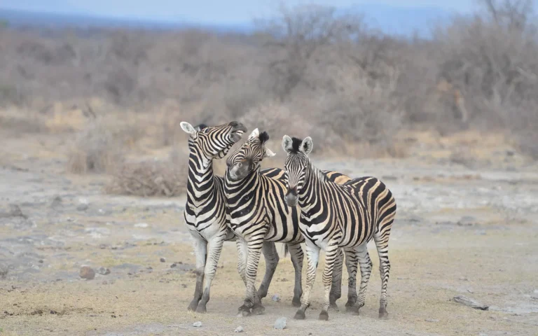 Zebra herd on the plains of Madikwe Game Reserve at Morukuru Family Madikwe