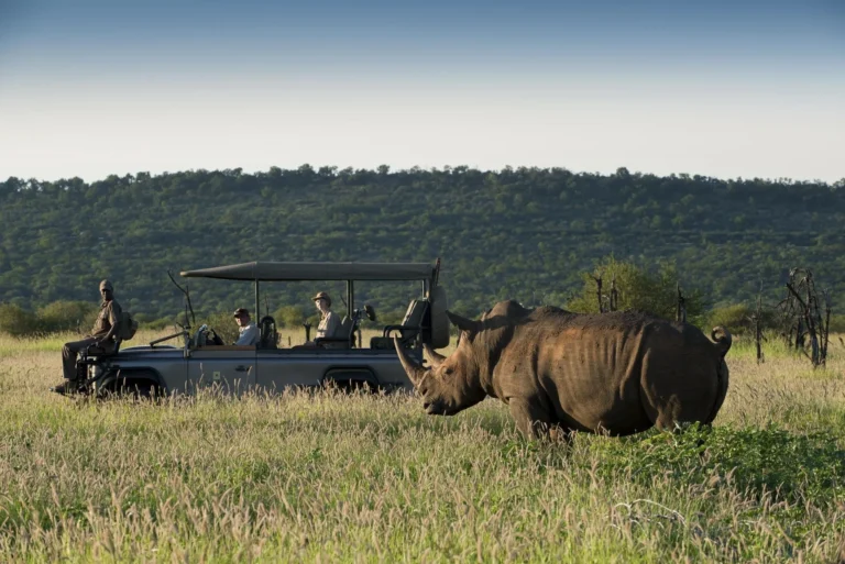 Private game drive vehicle alongside a white rhinoceros in Madikwe Game Reserve, Morukuru Family