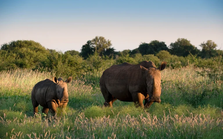White rhino mother and calf grazing in Madikwe Game Reserve at Morukuru Family