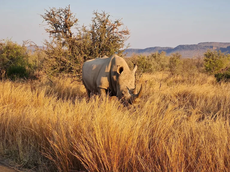 Close-up portrait of a white rhinoceros in Madikwe Game Reserve