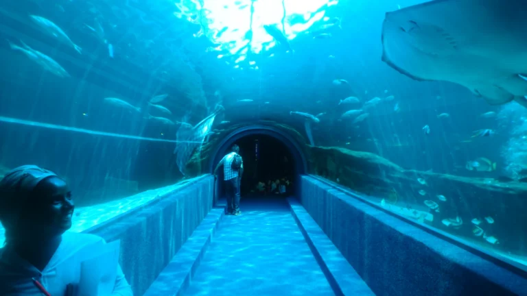 Visitors in the underwater predator tunnel at the Two Oceans Aquarium, Cape Town, with a ray overhead