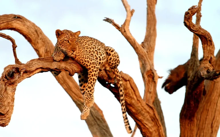 Leopard resting in a tree in Madikwe Game Reserve, seen on a Morukuru Family game drive
