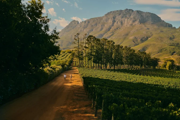 Family cycling experience in the Cape Winelands