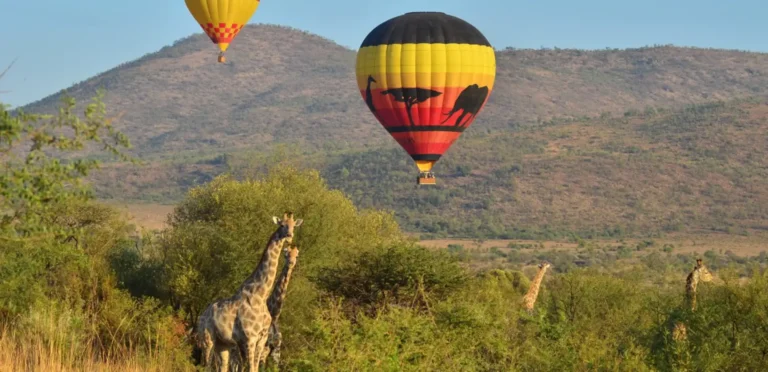 Hot air balloon safari over Pilanesberg with giraffes below