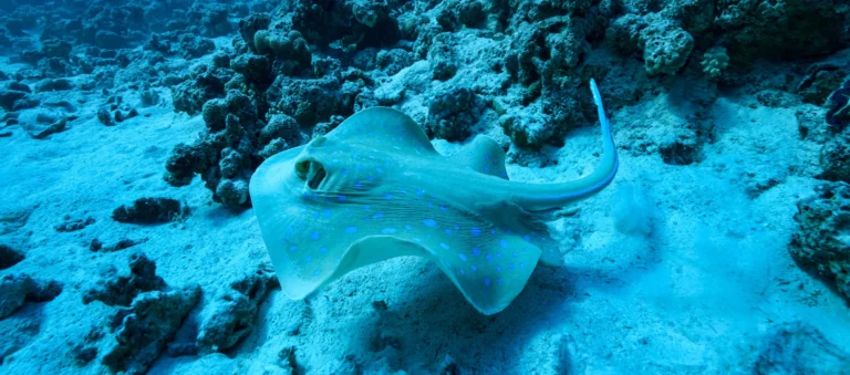 Scuba diving in the Red Sea coral reef at Shebara Resort Galaxea Diving Centre