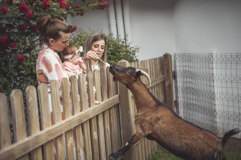 Children's activity at Lino Land, Cavallino Bianco