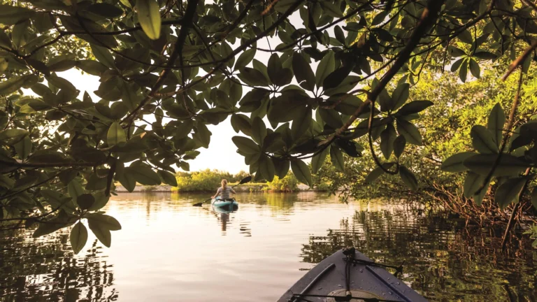 Guided mangrove kayaking excursion