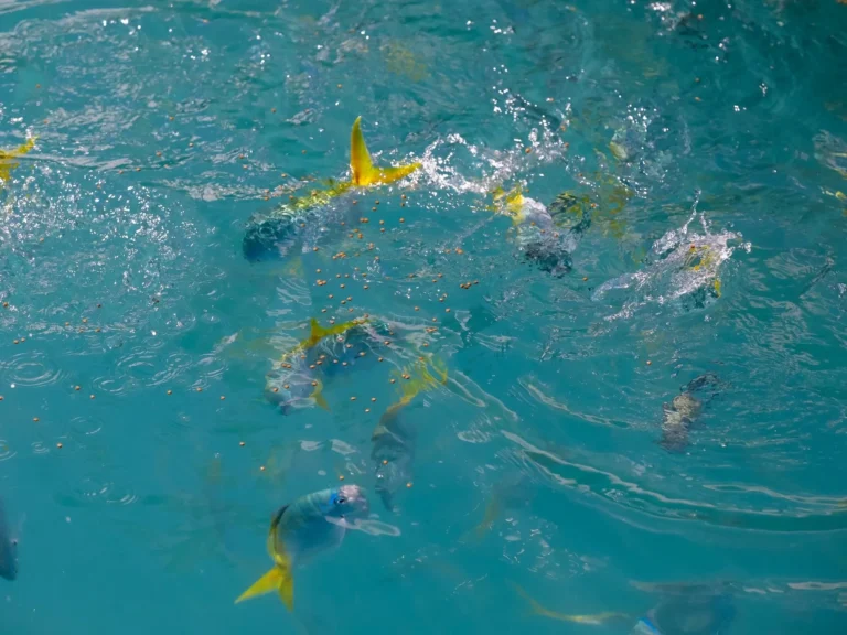 Yellow-finned fish thrashing at the water surface during feeding