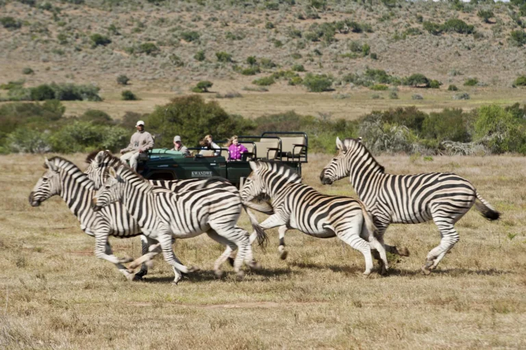 Zebras galloping across open grassland past a game-drive vehicle in Kwandwe Private Game Reserve