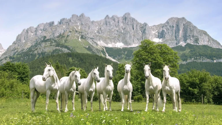 Herd of white Lipizzaner horses standing on a green meadow in front of the rocky Wilder Kaiser massif