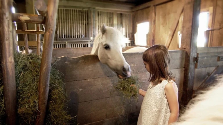 Young girl in a light dress feeding hay to a white pony leaning over a wooden stable door